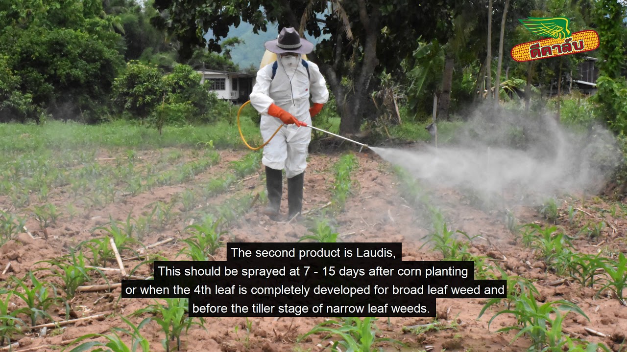 สารป้องกันกำจัดวัชพืชสำหรับผู้ปลูกข้าวโพด
