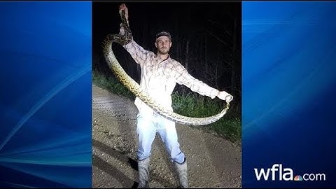 Florida man saves alligator from python attack