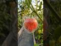 What fruit or shape next? #ai #foryou #xyzbca #gardening #trending