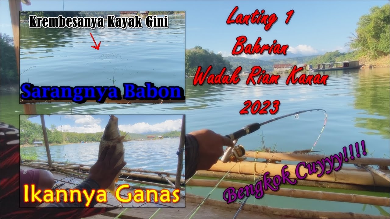 Sarangnya Ikan Babon - Sensasi Mancing Ikan Babon Di Lanting 1 Paman Bahrian Waduk Riam Kanan
