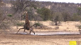 Giraffe Drinking Water  Watch What Happens Next!