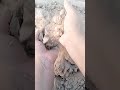 #gritty #mud #shorts #crumbleart #oddlysatisfying