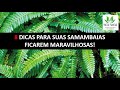 8 DICAS PARA CUIDAR DA SUA SAMAMBAIA - Dicas infalíveis para sua samambaia ficar maravilhosa!