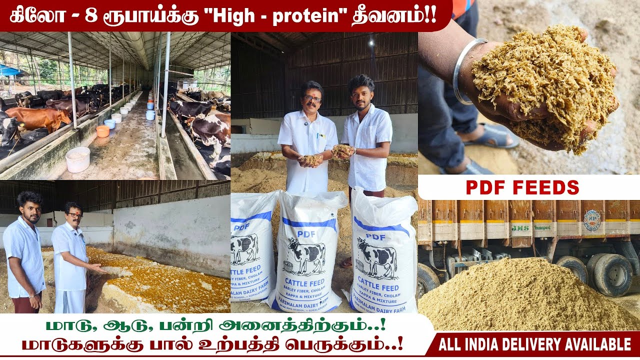 🐄தீவன உற்பத்தி+ மாட்டுப்பண்ணை| Feed to boost milk production 😱| PDF Feeds | Akshaya cattle feed 
