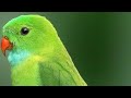 How to draw a parrot 🦜 ( Sayaa ji  song)  #Shorts#parrot#draw#Art#easily#1min