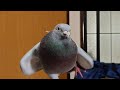 ハト 鳴く→くしゃみ→寝る