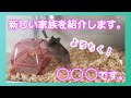 【ハムスター】ハムスターをお迎えすことになりました！ 新しい家族の紹介です！