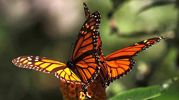 ¿Cuál es la mariposa más antigua de la historia?