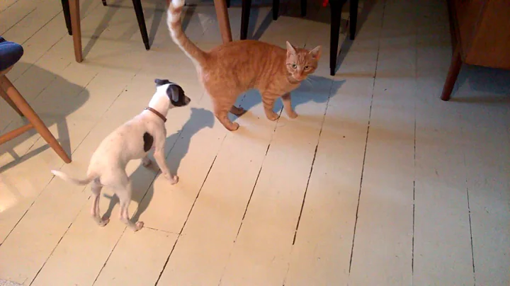 Whippet puppy and cat playing