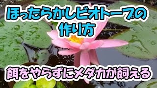 ほったらかしビオトープの作り方 滋賀県のメダカ販売店 めだか藁屋 高木正臣