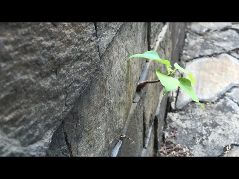 Video Tìm một cây bonsai mini thứ thế nào? - youtube