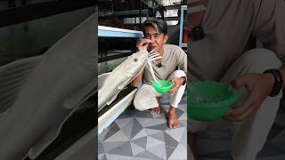 SUAPIN RTC PHANTOM NURUT PAKE LELE DI AQUARIUM
