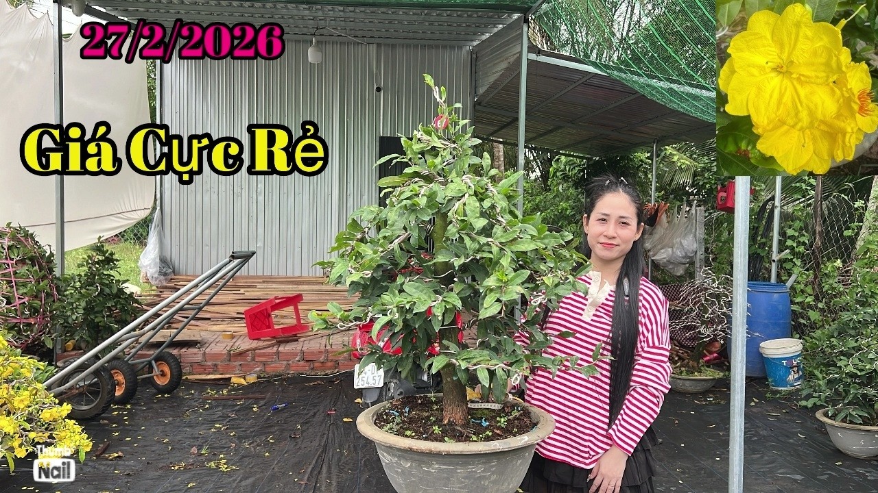 GIÁ CỰC RẺ - 27/2/2026 Vườn Mai Tuyết Ngân