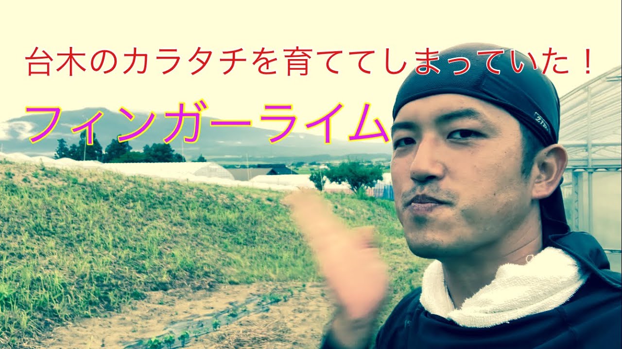 フィンガーライム カラタチ台木 maxresdefault.jpg