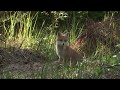 UN RENARDEAU JOUE PRES DU TERRIER