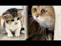 Daddy cat surprised by the meeting with the kitten and ran away