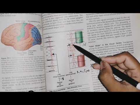 Primary and Secondary visual cortex, guyton 52 part 2,
