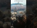 イナズマロックフェス DEZERT Drum Digest