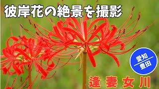 A short-lived autumn landscape: cluster amaryllis at Azuma Onagawa