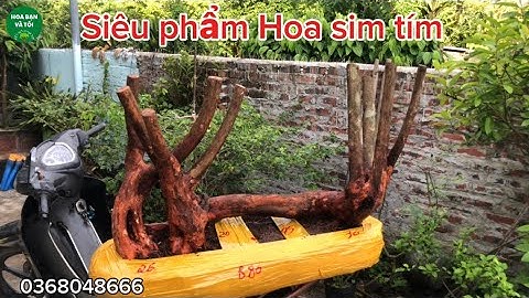 Siêu phẩm Hoa sim tím giao lưu đến các bác
