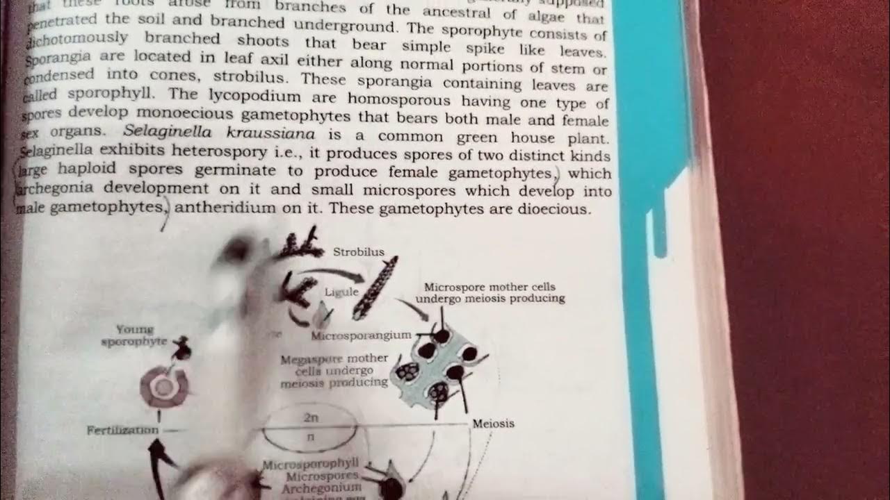 CHAPTER 8 SUBCLASS LYCOPSIDA BIO CLASS 11 YouTube