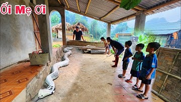 Cuộc Gọi Khẩn Cấp Của Người Dân Phát Hiện Rắn Hổ Mang Vào Nghôi Nhà Bỏ Hoang