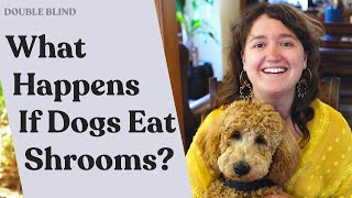 My Dog Ate Shrooms, Now What?! 🐶 | DoubleBlind