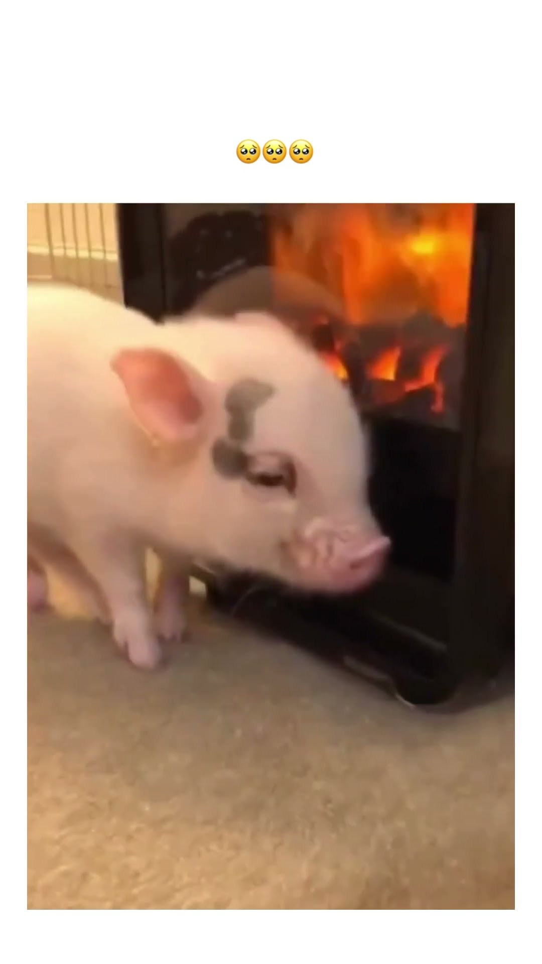 Piggyo locked in and decided to play that citizen