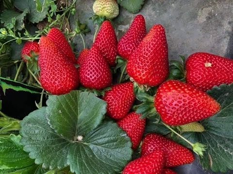 إزاي أنجح في زراعة الفراولة بدون مشاكل بملوحة مياه 850 جزء في المليون بجهاز دلتا ووتر