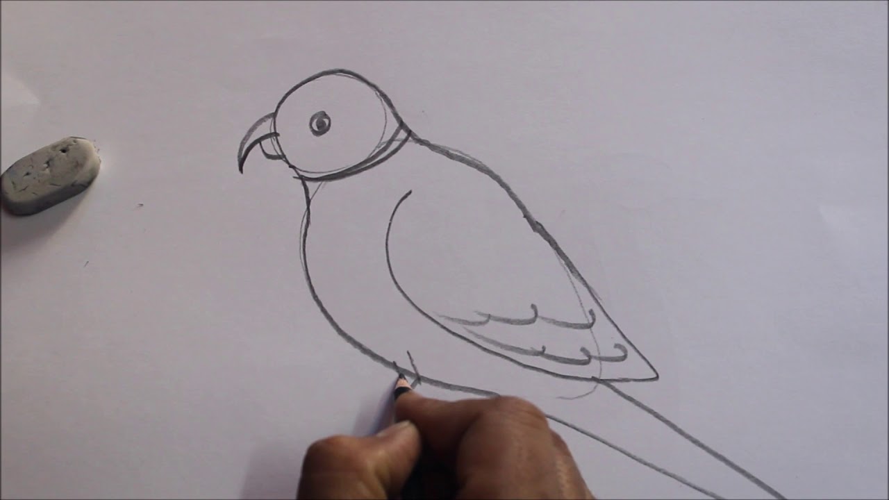 parrot pencil sketch step by step||EASY & SIMPLE ||TUTORIALS - YouTube