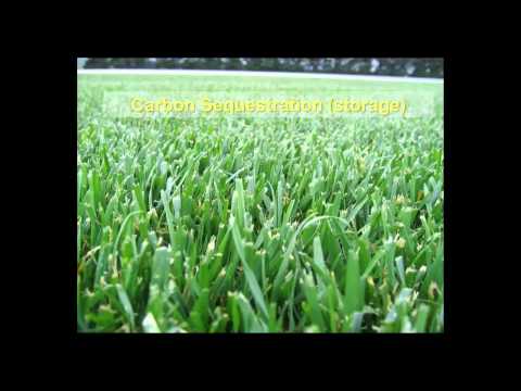An Overview of Sports Turf Management