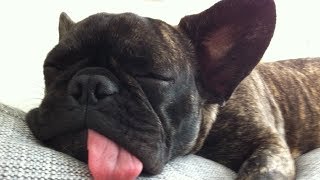Funny Sleeping English Bulldog Compilation