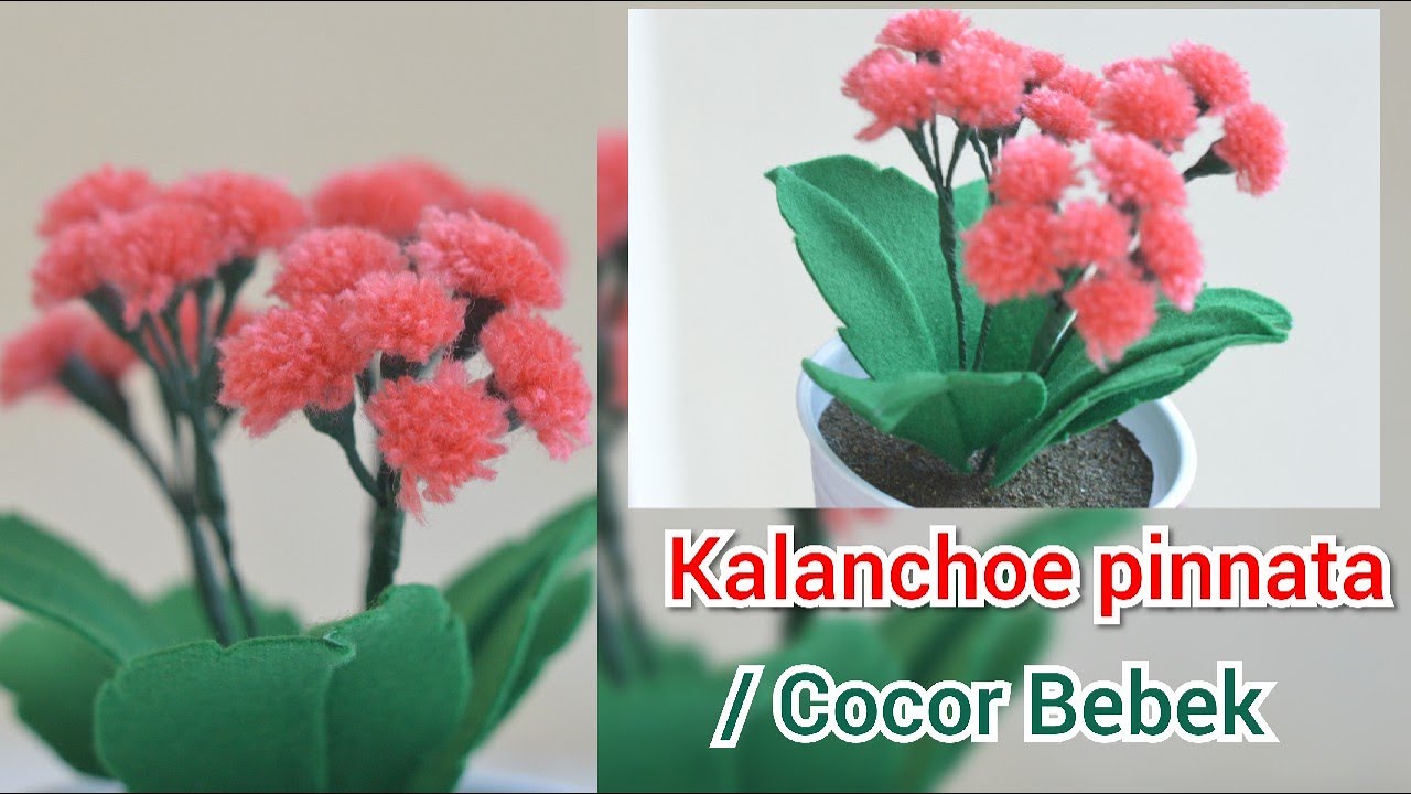 Kalanchoe pinnata Cocor Bebek dari Benang Wol dan Kain 