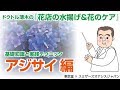 【プロが教える　生花の水揚げと花のケア～花もちのコツ】アジサイ編