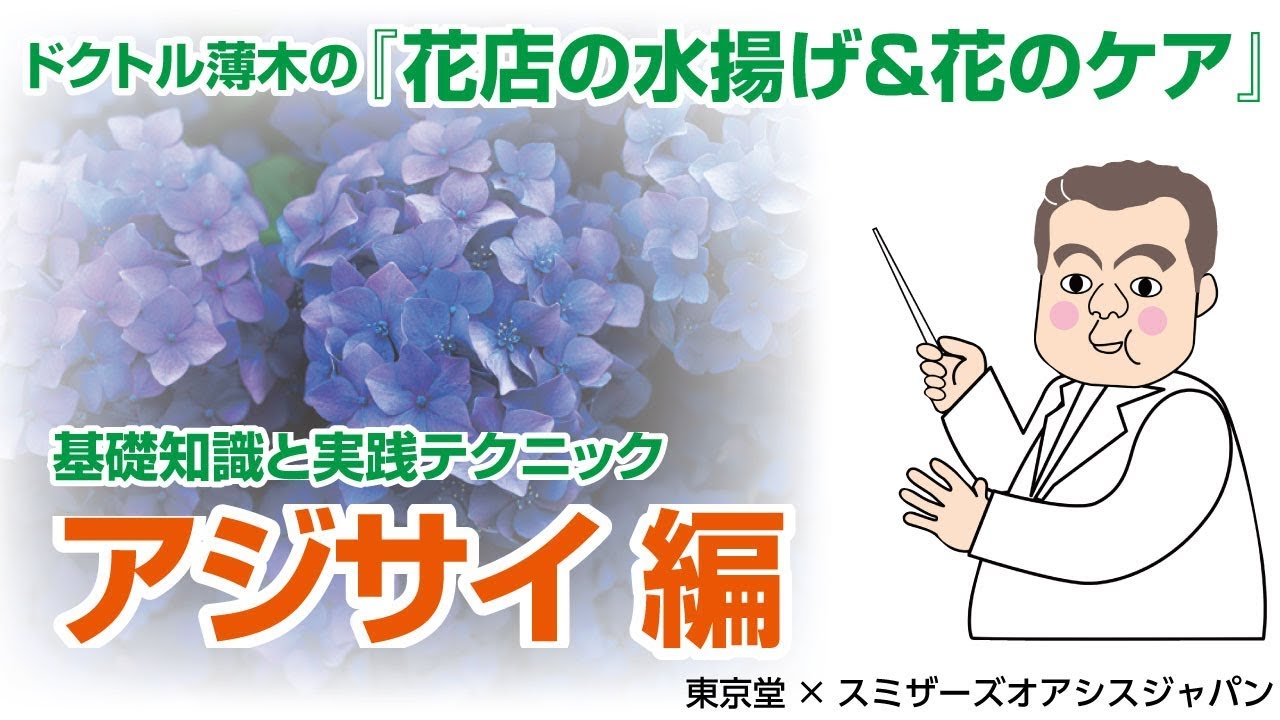 プロが教える 生花の水揚げと花のケア 花もちのコツ カラー編 Youtube