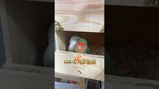 가만히 있지 못하는 캔디.. 드디어 로또 대폭발 #모란앵무 #lovebird #앵무새 #parrot #모란도란
