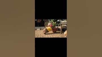 Phần 114: Capy làm bể bình hoa #thientruongdaily #funny #ai #capybara