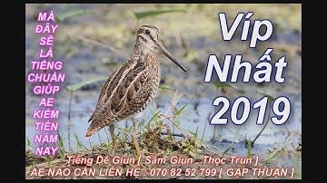 Tiếng Chim Sâm Giun , Dẽ Giun , Tiếng Chuẩn Bẩy Lưới Di Cư Chim Rẽ Giun , Thọc Trùn 2019