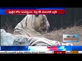 White Tiger Vijay birthday to be celebrated in Delhi Zoo