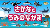 小学館の図鑑neo Dvd付き 魚 Youtube