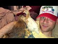 Cute chicken  birds in bed  birdman vegan future