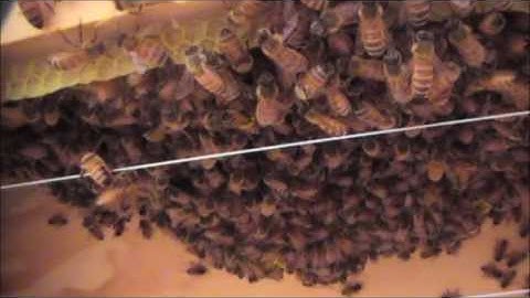 Part 2 - Horizontal Hive #3 - 4 Feb 2017