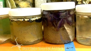 Project Kaisei - Miriam Goldstein Talks Plastic  - The Garbage Patch - Scripps