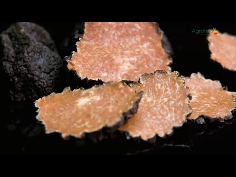Jamur Truffle Indonesia