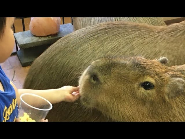 Capybara Land is the best capybara cafe in Japan Yokohama, next to Tokyo 