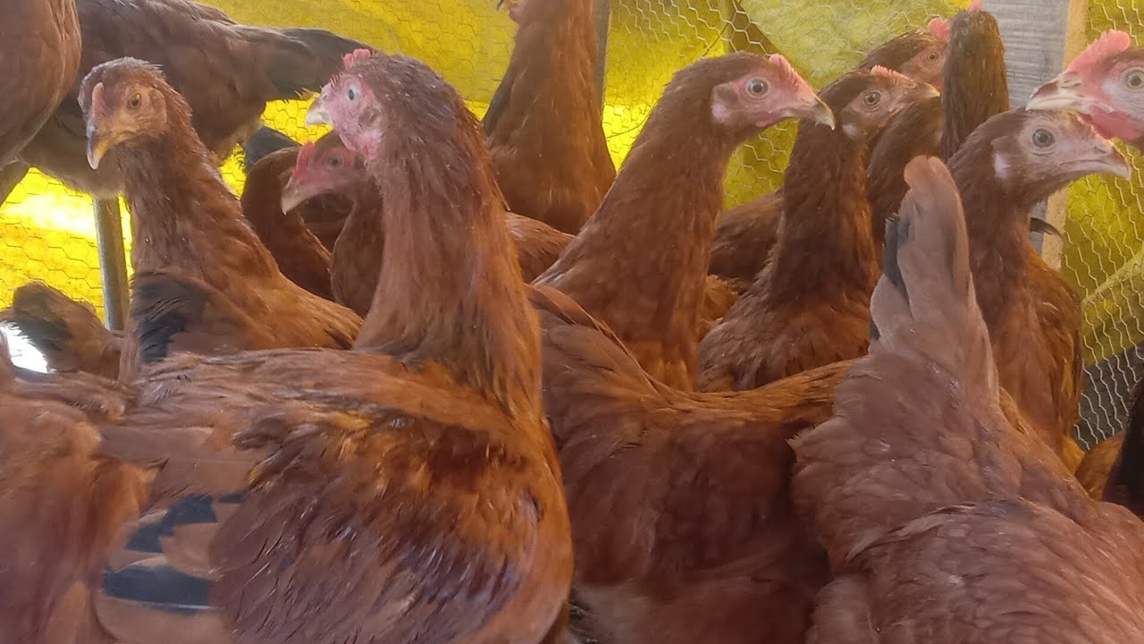 3 months old rir bird