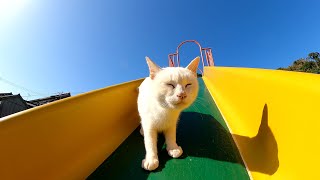 すべり台なのにすべらない猫