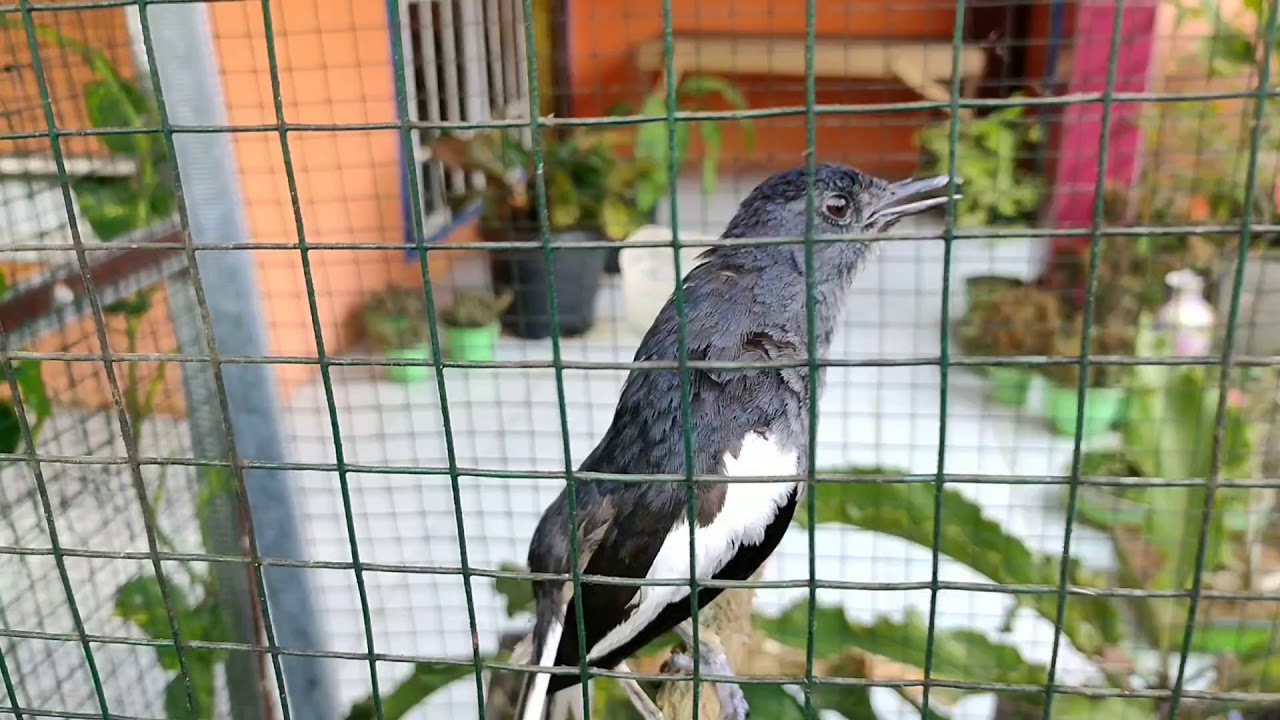 Kacer Betina Rasa Jantan 
