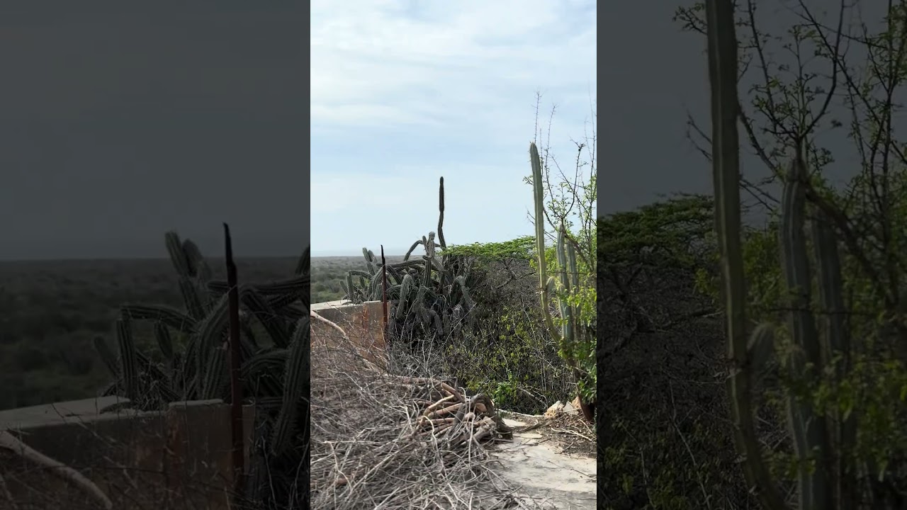 Abandoned manor in Santa Catharina #curacao #islandlife #fypyoutube #shorts