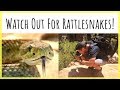 How to Deal with Rattlesnakes | 10 Tips to Avoid an Encounter & Survive If You’re Bitten